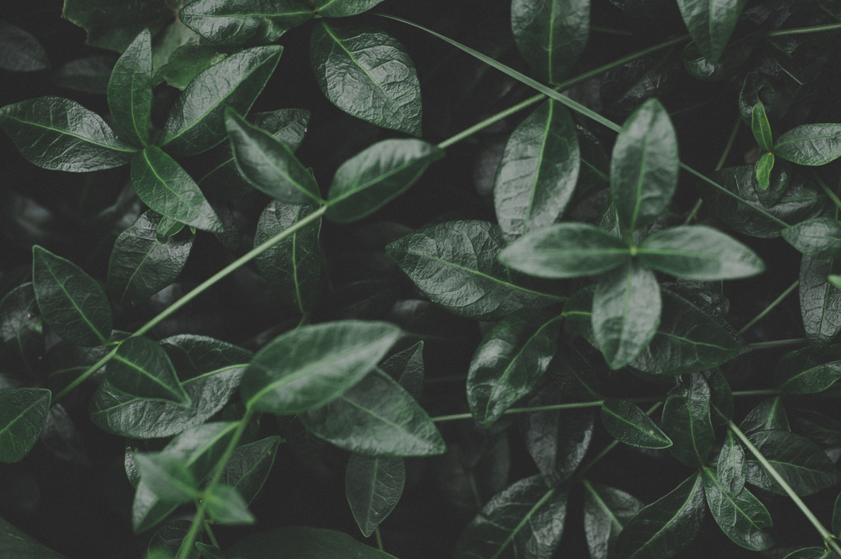 Green Leafed Plant Close-up Photography